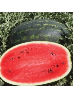 Watermelon 'Mirsini' H, 100 seeds
