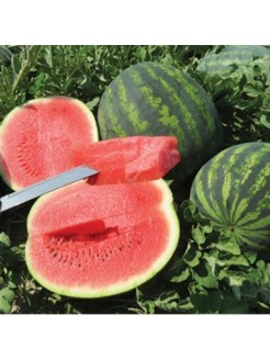 Wassermelone 'Romanza' H, 100 Samen