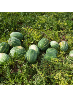 Wassermelone 'Topgun' H, 100 Samen