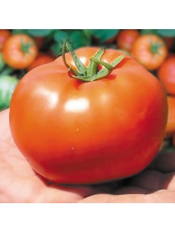 Harilik tomat 'Bobcat' H,  100 seemet