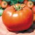 Pomidorai 'Bobcat' H, 100 sėklų