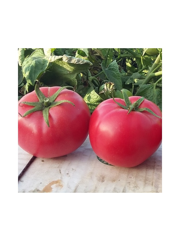 Tomate 'Hapynet' H, 100 Samen