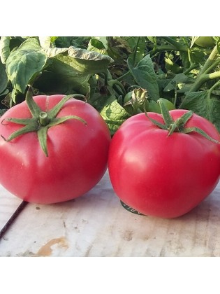 Harilik tomat 'Hapynet' H,  100 seemet