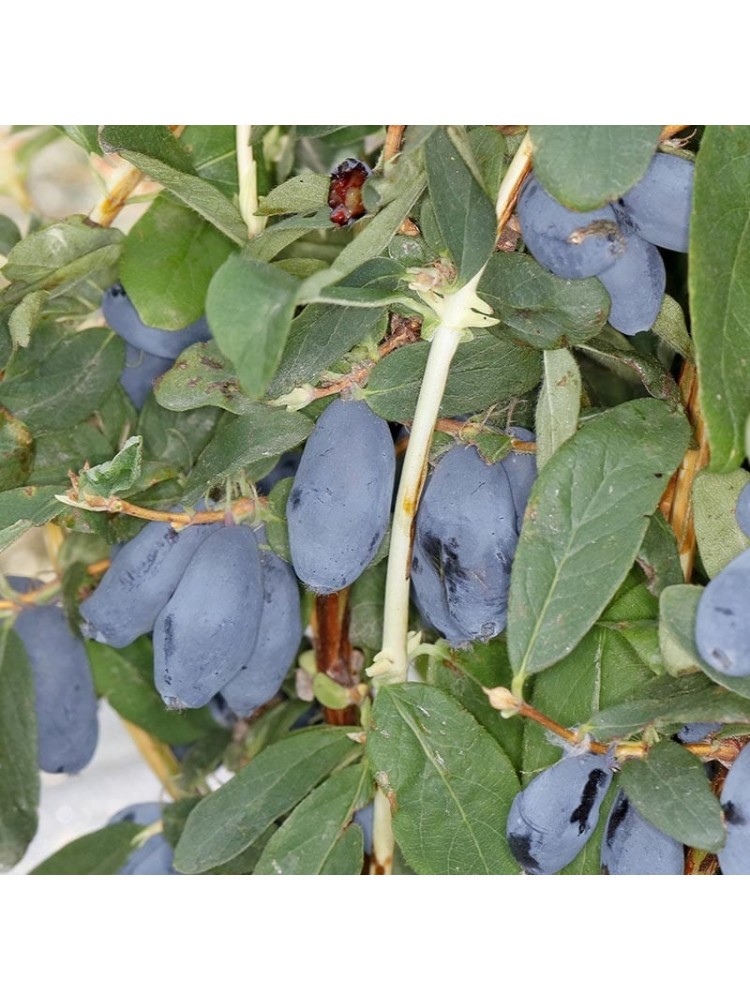 Sausmedžiai melsvauogiai 'Honeybee', 1 vnt