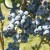 Northern highbush blueberry 'Reka' 1 pcs.