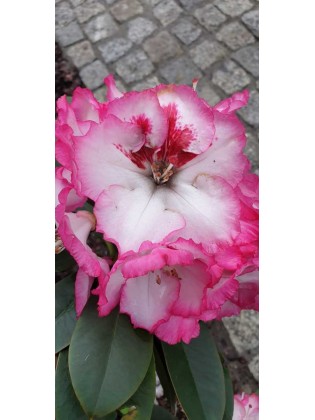 Rhododendron 'Cherry Cheesecake' 1 pz.