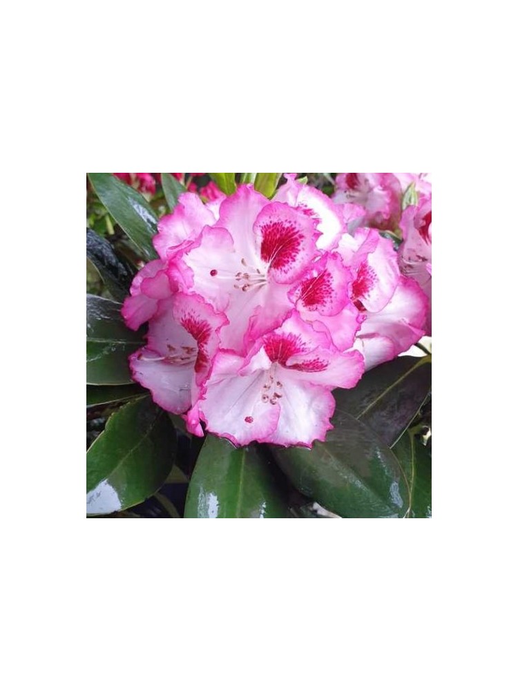 Rhododendron 'Cherry Cheesecake' 1 pz.