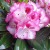 Rhododendron 'Cherry Cheesecake' 1 pcs.
