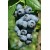 Northern highbush blueberry 'Earliblue' 1 pcs.