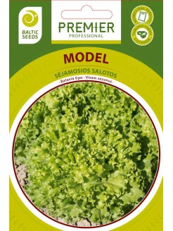 Lettuce 'Model'