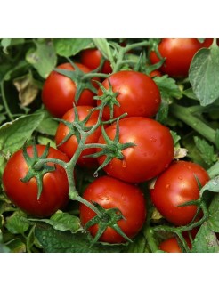 Pomidorai valgomieji 'Chibli' H