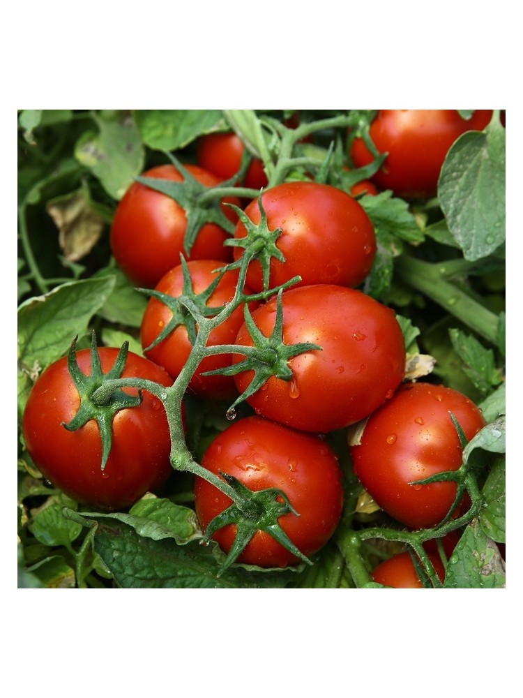 Tomate 'Chibli' H, 100 graines