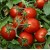 Pomidorai valgomieji 'Chibli' H, 100 sėklų