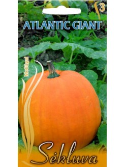 Pumpkin 'Atlantic Giant' 8...