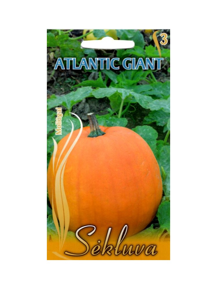 Zucca dolce 'Atlantic Giant'