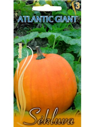 Citrouille 'Atlantic Giant'...