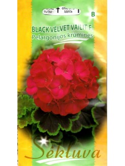 Pélargonium 'Black velvet Vailit' H, 5 graines