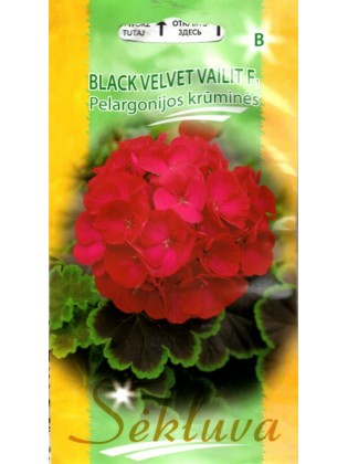 Zonal geraniums 'Black velvet Vailit' H, 5 seeds