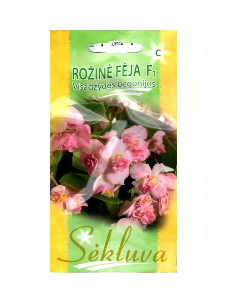 Begonia semperflorens 'Fée rose' H, 30 graines