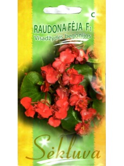 Begonia semperflorens 'Fée rouge' H, 30 graines
