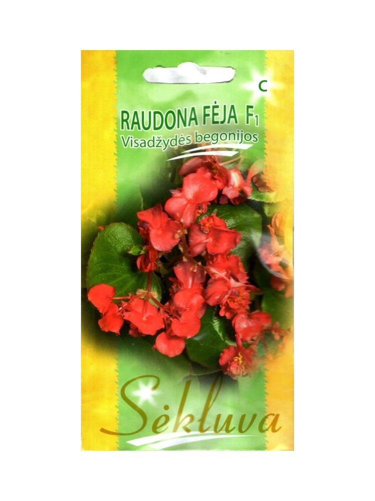 Begonia semperflorens 'Fée rouge' H, 30 graines