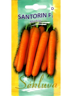 Karotte 'Santorin' H, 600 Samen