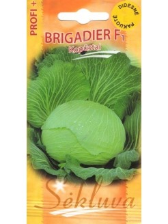 White cabbage 'Brigadier' H, 500 seeds
