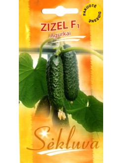 Concombre 'Zizel' H, 100...