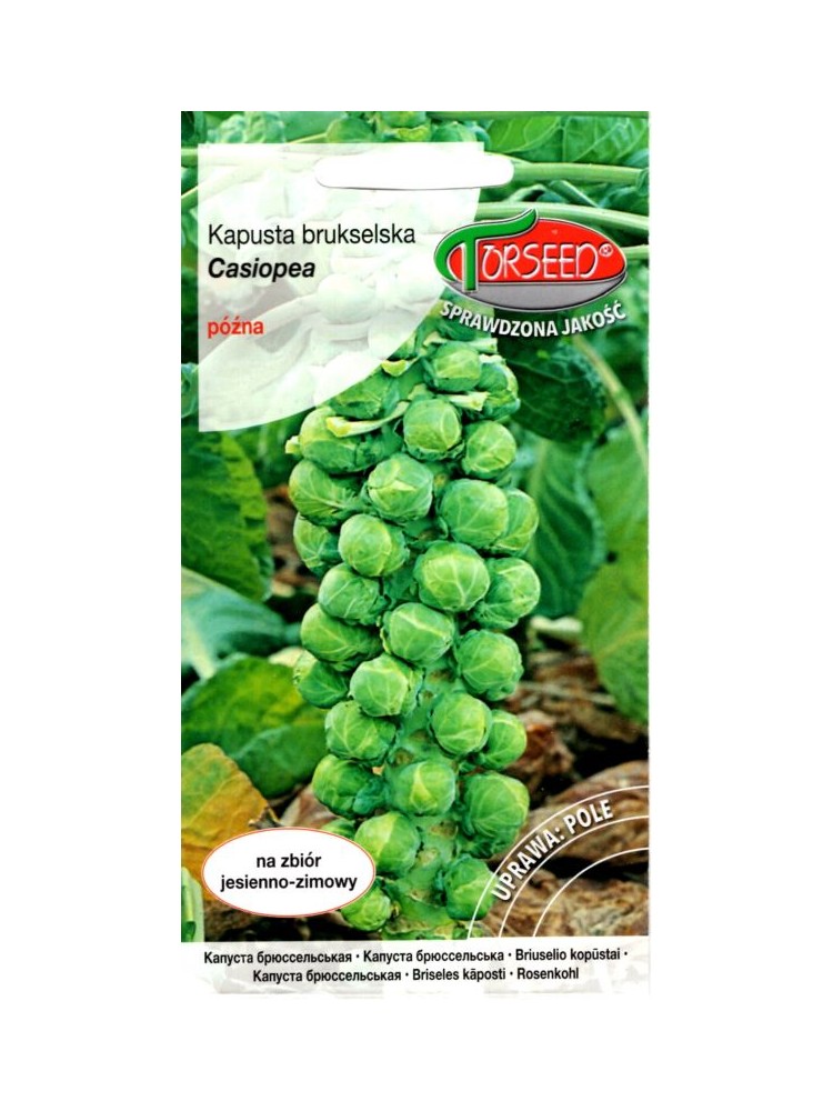 Brussels sprout 'Casiopea' 2 g