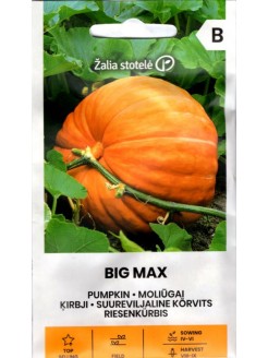 Gartenkürbis 'Big Max' 3 g