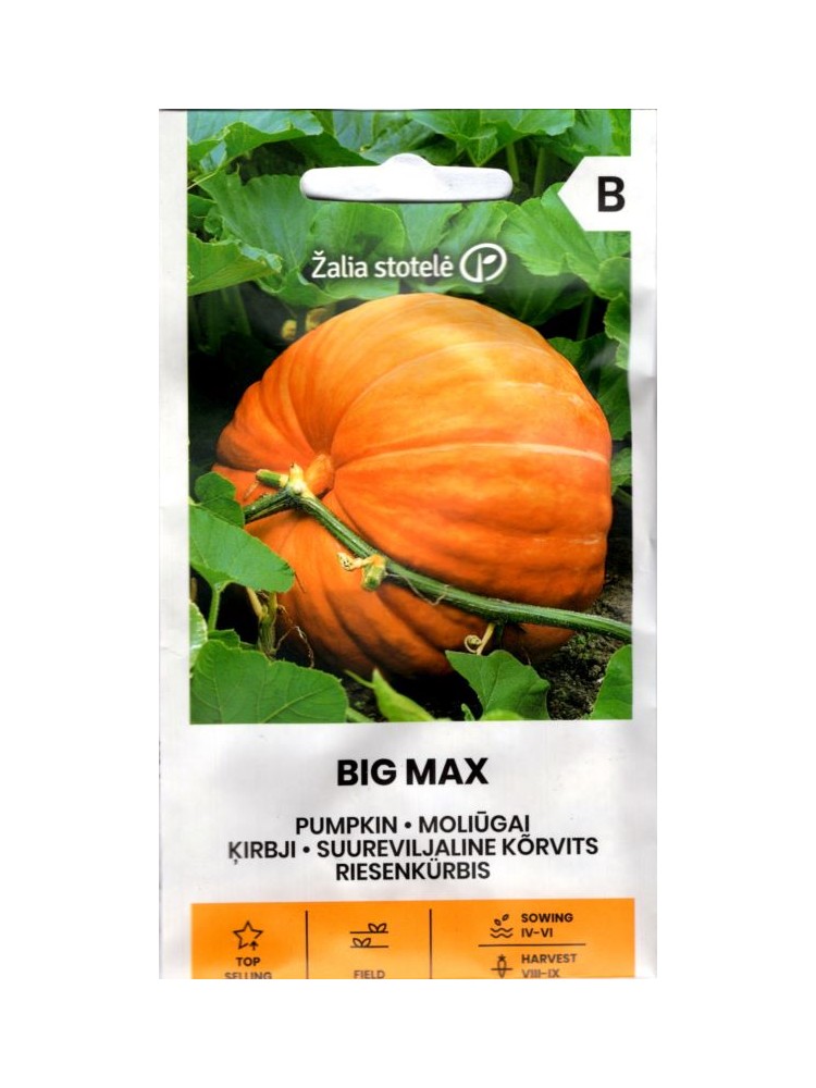 Pumpkin 'Big Max' 3 g