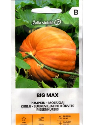 Pumpkin 'Big Max' 3 g