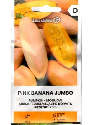 Riesen-Kürbis 'Pink banana jumbo'