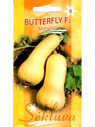 Squash 'Butterfly' H, 6 seeds