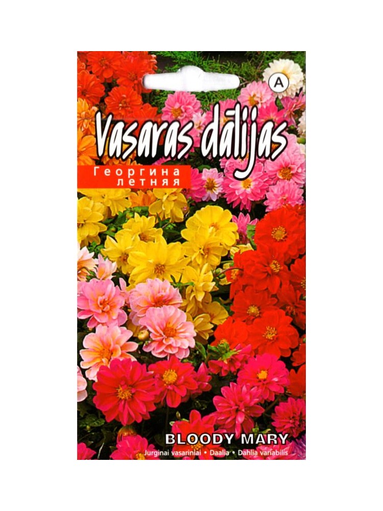 Dahlia 'Bloody Mary' Mix, 0,4 g