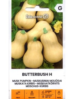 Muskata ķirbis 'Butterbush' H, 6 sēklas