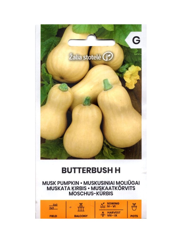 Muskata ķirbis 'Butterbush' H, 6 sēklas