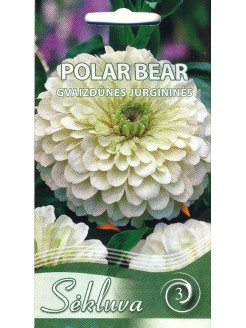 Gvaizdūnė puikioji 'Polar Bear', jurgininė, 1 g