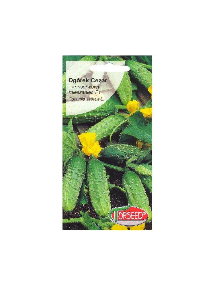 Cucumber 'Cezar' H, 3 g