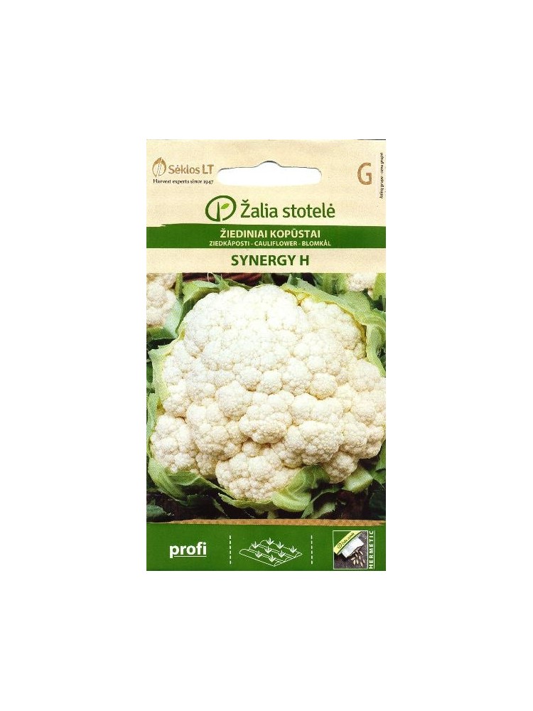 Cauliflower 'Synergy' H, 15 seeds