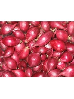 Svogūnai 'Red Karmen', sėjinukai 0,5 kg, 21-24 mm