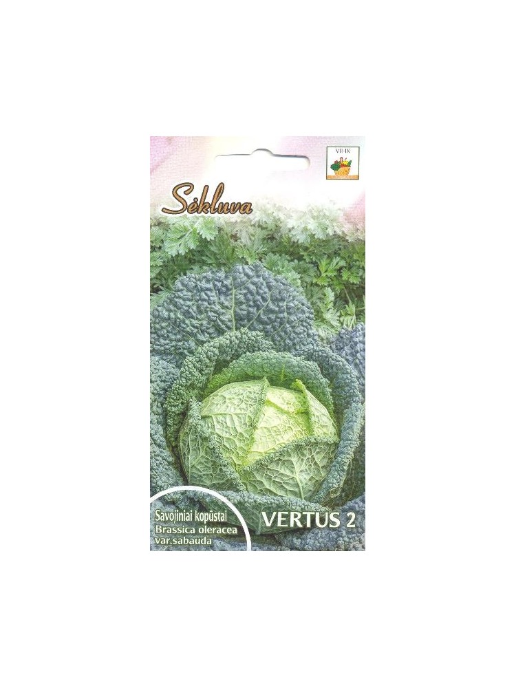 Savoy cabbage 'Vertus 2' 