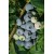 Myrtille arbustive 'Bluecrop' 1 pcs.