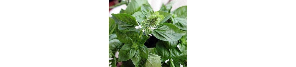 Sweet basil