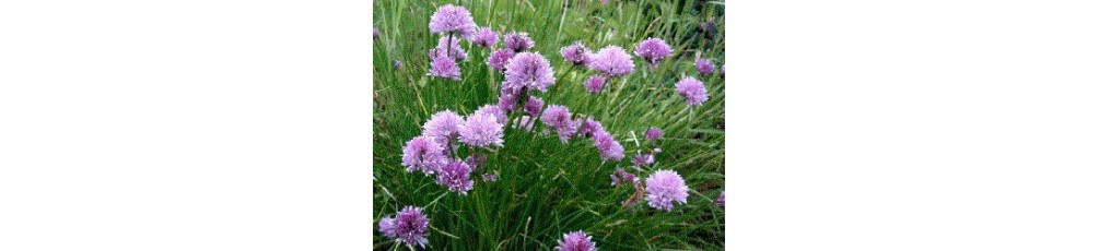 Chives