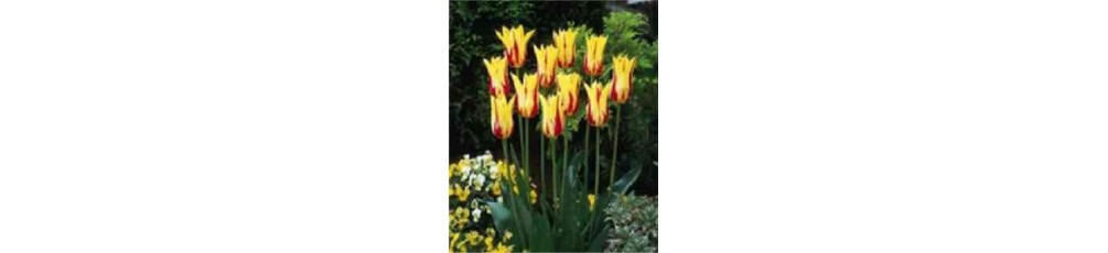  Lelijažiedės tulpės, 50-70 cm