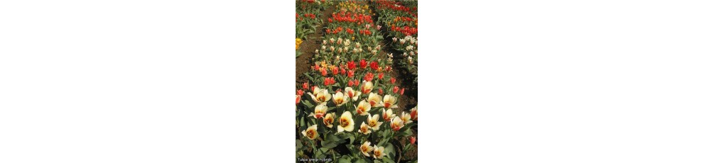  Tulpės Greigo, botaninės 20-30 cm