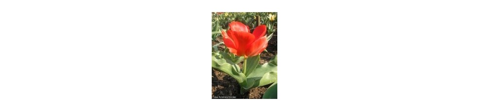  Fosteriana (Emperor) tulips, 35-40 cm