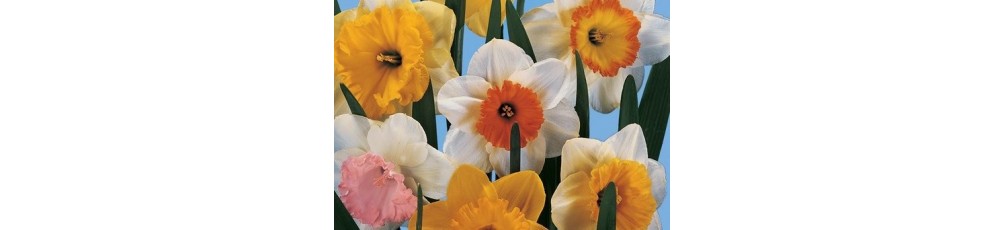  Large-cupped Daffodils