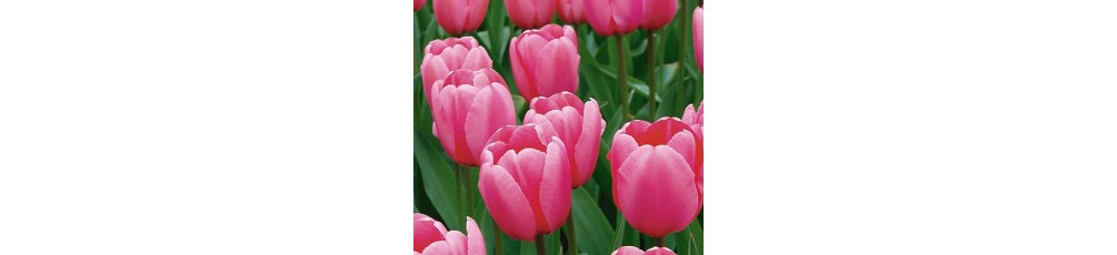  Tulipani ibridi di darwin